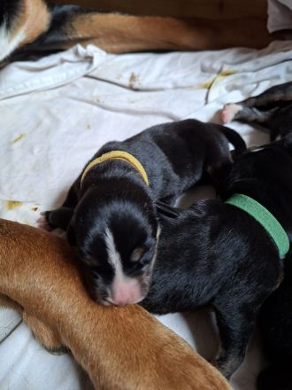 Großer Schweizer Sennenhund
