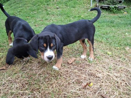 Großer Schweizer Sennenhund Wurf