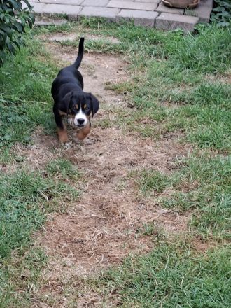 Großer Schweizer Sennenhund Wurf