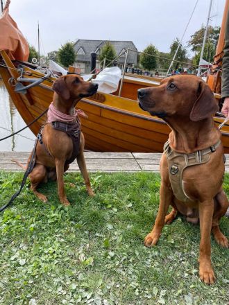 Rhodesian Ridgeback Welpen