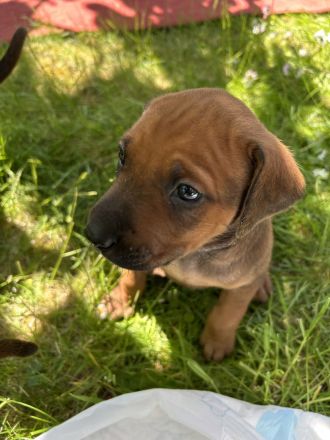 Rhodesian Ridgeback Welpen