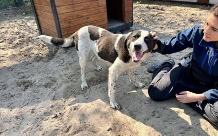 Süße Pinu sucht Familie