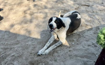 Süße Pinu sucht Familie
