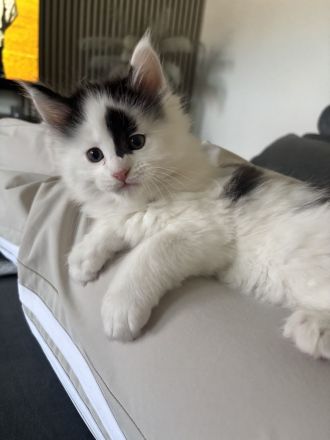 reinrassige Maine Coon Kitten