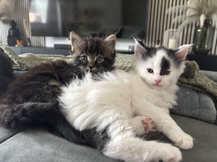 reinrassige Maine Coon Kitten
