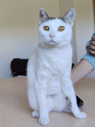 Schmusekatze Natalia sehnt sich nach einem liebevollen Zuhause