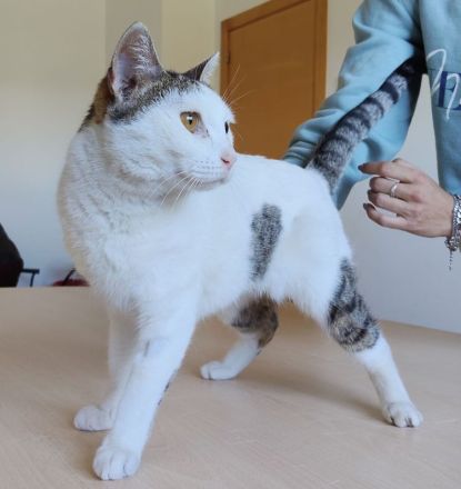 Schmusekatze Natalia sehnt sich nach einem liebevollen Zuhause
