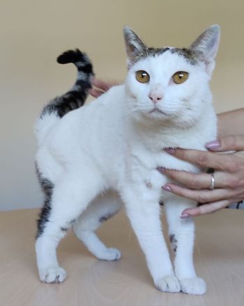 Schmusekatze Natalia sehnt sich nach einem liebevollen Zuhause
