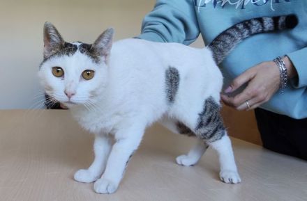 Schmusekatze Natalia sehnt sich nach einem liebevollen Zuhause