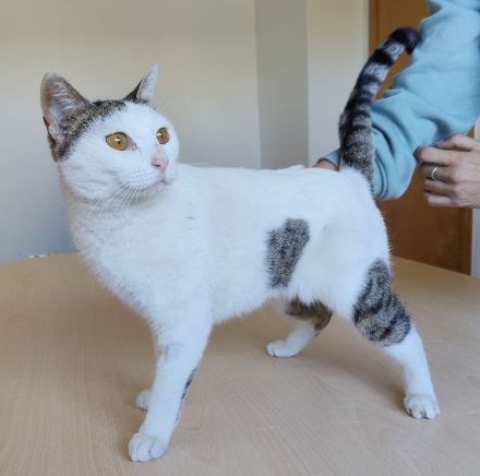 Schmusekatze Natalia sehnt sich nach einem liebevollen Zuhause