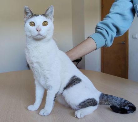 Schmusekatze Natalia sehnt sich nach einem liebevollen Zuhause