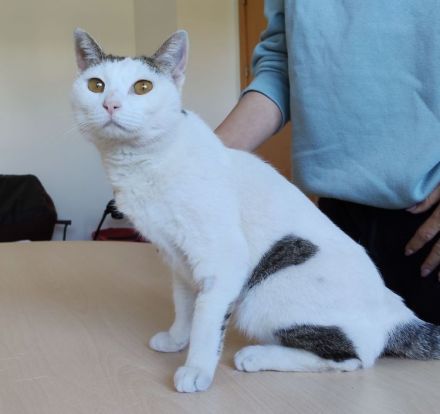 Schmusekatze Natalia sehnt sich nach einem liebevollen Zuhause