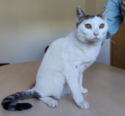 Schmusekatze Natalia sehnt sich nach einem liebevollen Zuhause