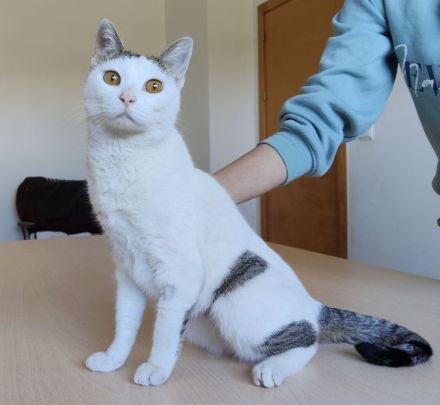 Schmusekatze Natalia sehnt sich nach einem liebevollen Zuhause