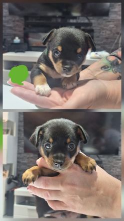 Zwergpinscher/ Chihuahua Mix Welpen
