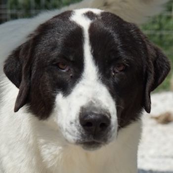 Zenzi, geb. ca. 01/2025, lebt in GRIECHENLAND, im städt. Tierheim Serres