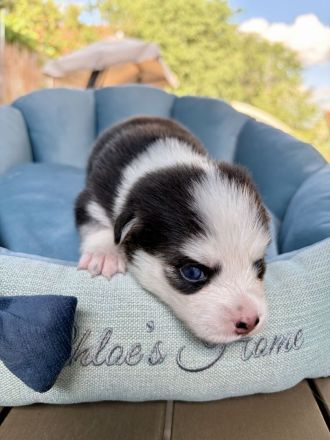Pomsky-Welpen