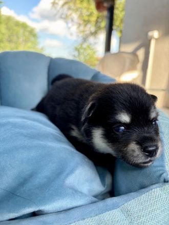 Pomsky-Welpen