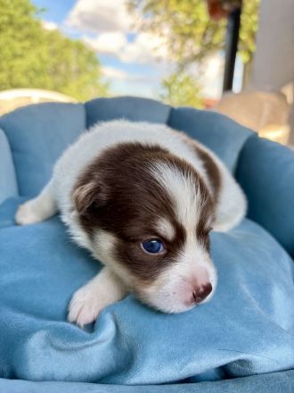Pomsky-Welpen