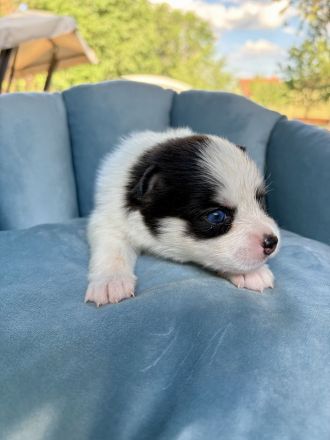 Pomsky-Welpen