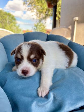 Pomsky-Welpen