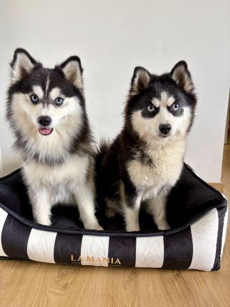 Reservierungen für Pomsky-Welpen