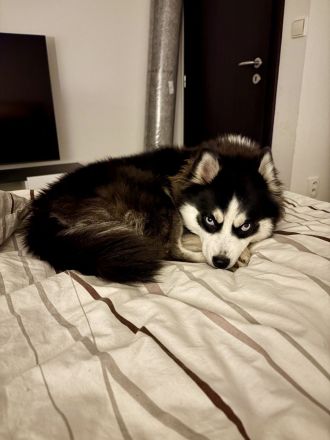 Reservierungen für Pomsky-Welpen