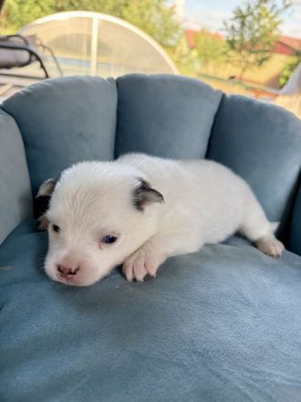 Pomsky-Welpen