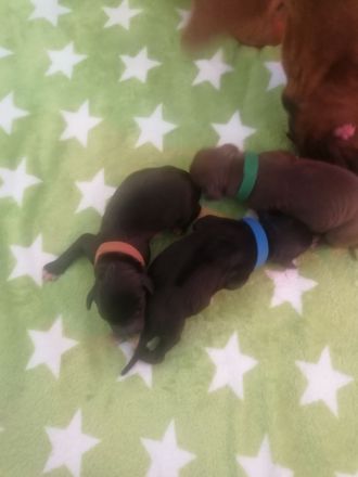 Rhodesian Ridgeback - Dalmatiner Mix Welpen