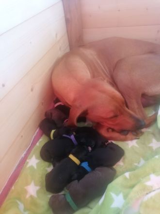 Rhodesian Ridgeback - Dalmatiner Mix Welpen