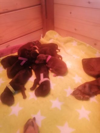 Rhodesian Ridgeback - Dalmatiner Mix Welpen