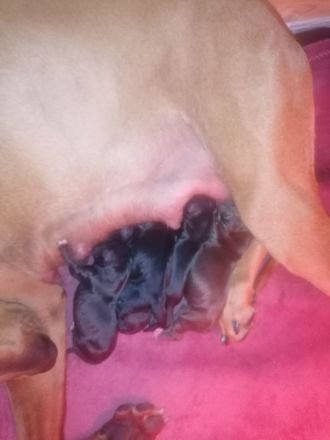 Rhodesian Ridgeback - Dalmatiner Mix Welpen