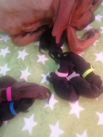 Rhodesian Ridgeback - Dalmatiner Mix Welpen