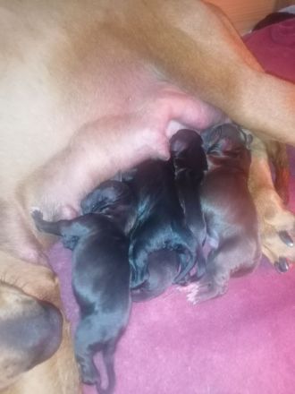 Rhodesian Ridgeback - Dalmatiner Mix Welpen