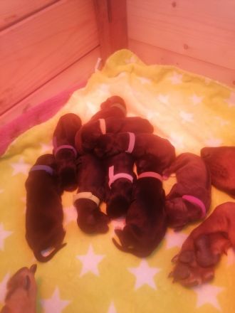 Rhodesian Ridgeback - Dalmatiner Mix Welpen