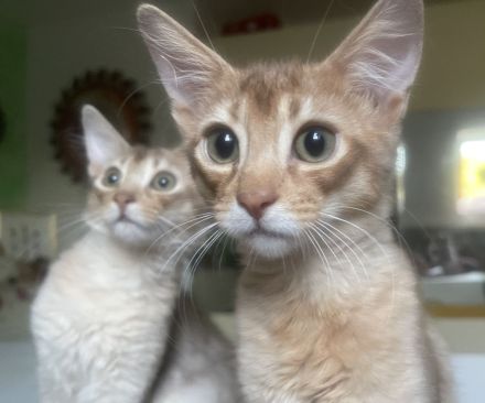 Somali Kitten in Süddeutschland