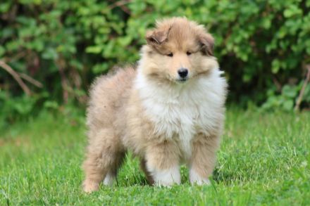 Collie