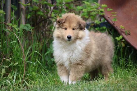 Collie