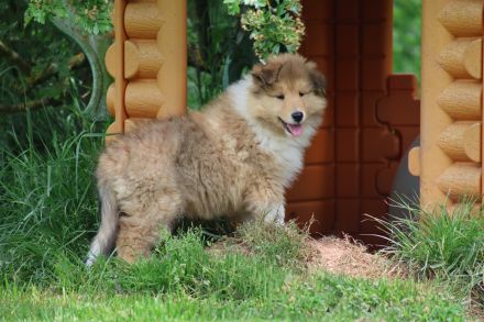 Collie
