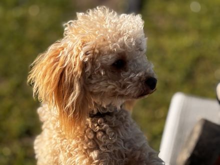 Toypudel /Zwergpudel Mix 1 Jahr blond