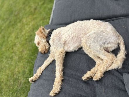 Toypudel /Zwergpudel Mix 1 Jahr blond