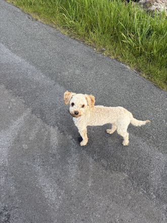 Toypudel /Zwergpudel Mix 1 Jahr blond