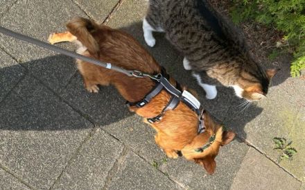 Kleine Kaisa wünscht sich eine Familie