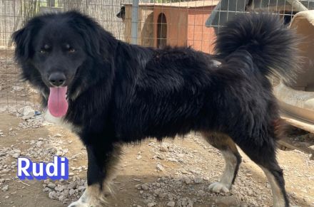 Rudi, 02/24 - Wuschelchen sucht Kuschelkörbchen