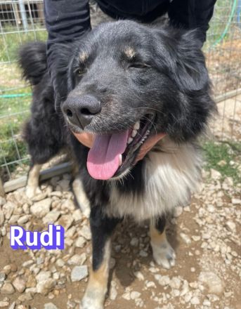 Rudi, 02/24 - Wuschelchen sucht Kuschelkörbchen