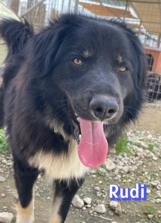 Rudi, 02/24 - Wuschelchen sucht Kuschelkörbchen