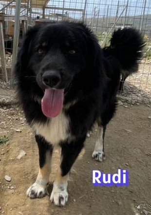 Rudi, 02/24 - Wuschelchen sucht Kuschelkörbchen