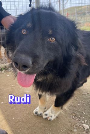 Rudi, 02/24 - Wuschelchen sucht Kuschelkörbchen