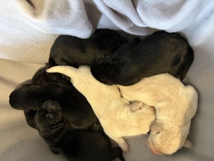 Süße reinrassige Labrador-Welpen suchen neues Zuhause