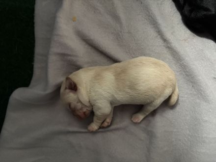 Süße reinrassige Labrador-Welpen suchen neues Zuhause